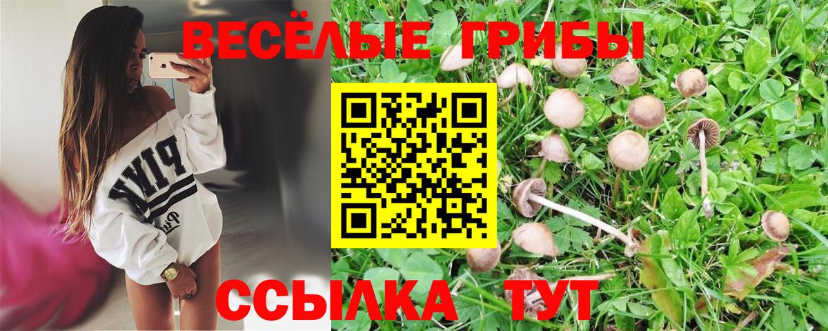 Галлюциногенные грибы Psilocybine cubensis Новошахтинск